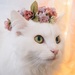 猫ちゃんがかわいく変身!3COINSのかわいいグッズ